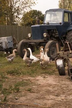 Russian farm Stock Photos