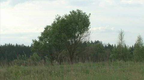 Russian Field Видео 731728