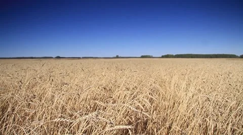 Russian Field Video stock 1982803