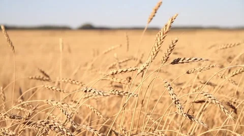 Russian Field Video stock 1987360