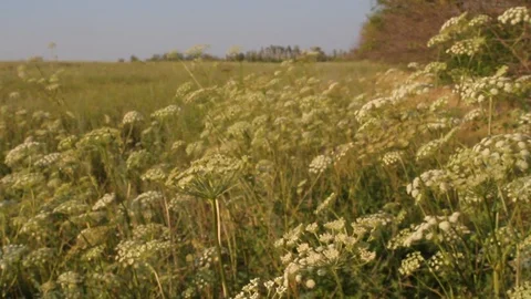 Russian field in summer Video stock 87023305