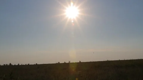 Russian field. summer. Stock Footage