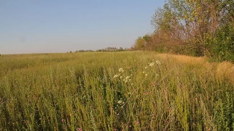 Russian field. summer. Video stock 87023541