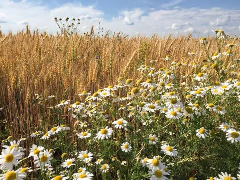 Russian field, summer landscape Stock Photos