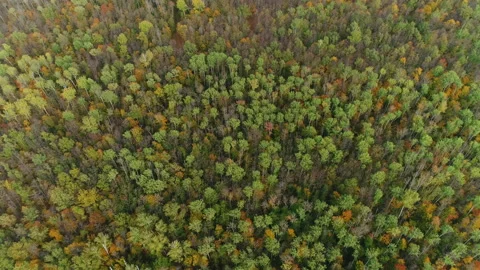  Russian forest. Air View Stock Footage 161424873