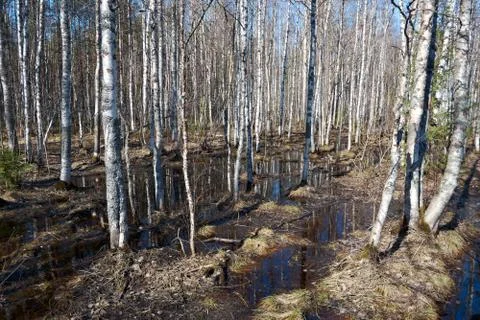 Russian forest in early spring. Stock Photos