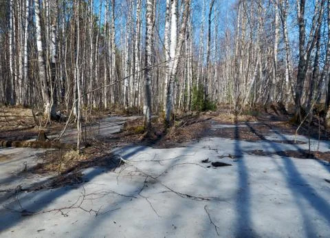 Russian forest in early spring. Stock Photos