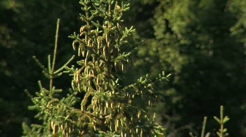 RUSSIAN FOREST  스톡 동영상 646499