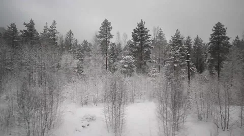 Russian forest Stock Footage 47872473