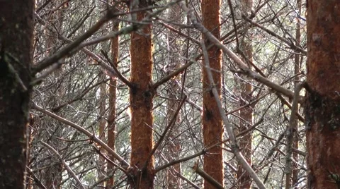 Russian forest Stock-Footage 51704692
