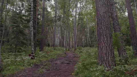 Russian forest Stock Footage 283479264