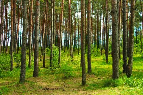 Russian Forest Stock Photos