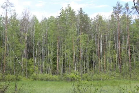 In the Russian forest Stock Photos