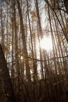 Russian Forest Stock-Fotos