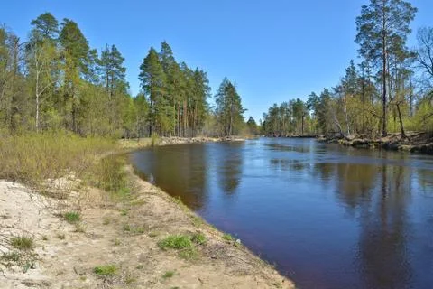 Russian forest river in spring. Stock Photos