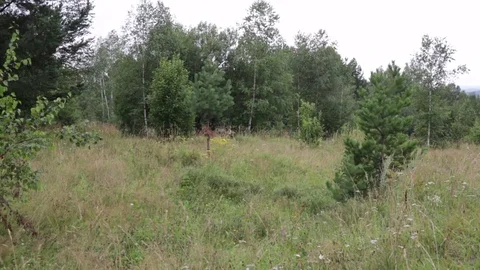 Russian forest in Siberia Stock Footage 82141695
