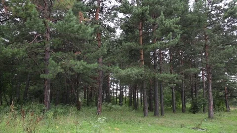 Russian forest in Siberia - pines Stock Footage 82141404