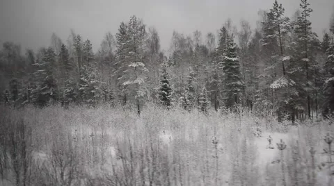 Russian forest, view from a train window Stock Footage 47872337