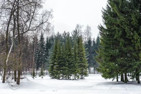 Russian forest in winter Stock Photos