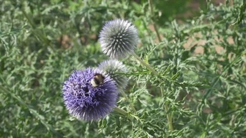 Russian Globe Thistle (Echinops ruthenicus) and Bumblebee on a Flower Stock-Footage 342049638