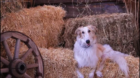 A Russian greyhound lies on bales of straw against a backdrop of a cart wheel Stock Footage 338009986