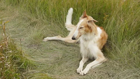 Russian Greyhound lying on the grass Stock Footage 99526301