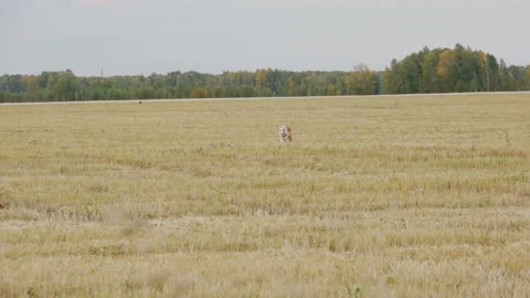 Russian Greyhound runs on camera Stock Footage 99526141