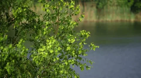 Russian hinterland Stock Footage 11253927