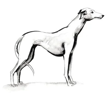Russian hound dog Stock Illustration