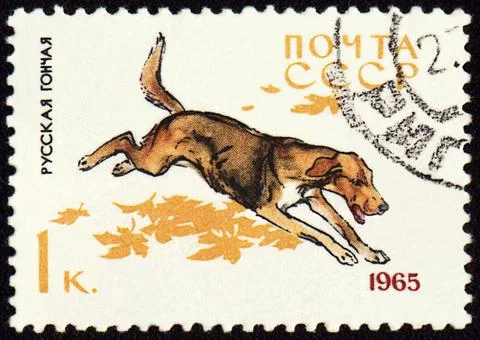 Russian Hound on post stamp Stock Photos