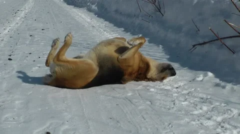 Russian Hound on snow Stock Footage 49932820