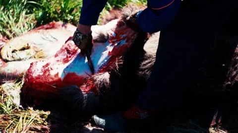 Russian Hunter Gutting A Dead Moose Stock Footage 53411542