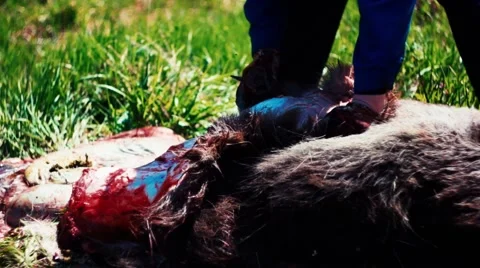 Russian Hunter Gutting A Dead Moose Stock Footage 53411550