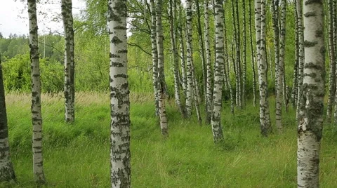 Russian landscape, birch forest Stock Footage 52599581