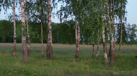 Russian landscape, birch on the sunset Stock Footage 52464826