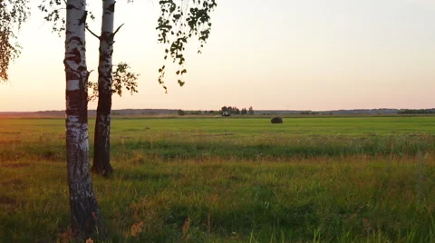 Russian landscape, birch on the sunset, tractor plowing field Stock Footage 52431845