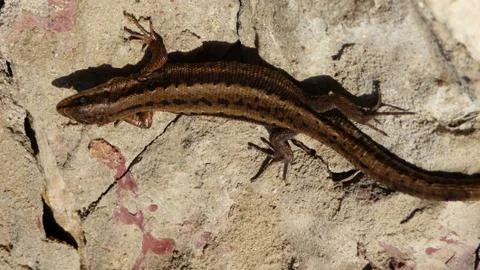 Russian lizard basking on a rock. Stock Photos