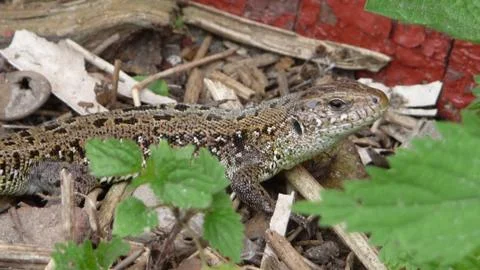 Russian lizard, small dragon. Stock Photos
