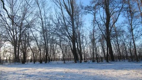 Russian March forest Stock Photos