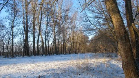 Russian March forest Stock Photos