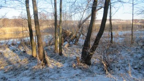 Russian March forest Stock Photos
