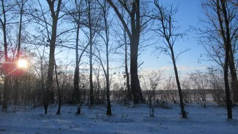 Russian March forest Stock Photos