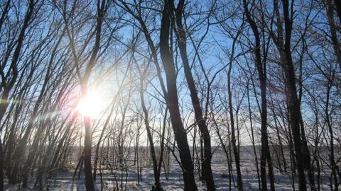 Russian March forest Stock Photos