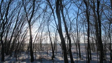 Russian March forest Stock Photos