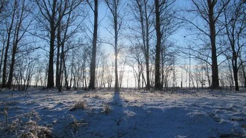 Russian March forest Stock Photos