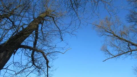 Russian March forest Stock Photos