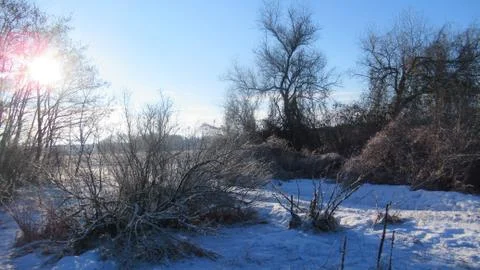 Russian March forest Stock Photos