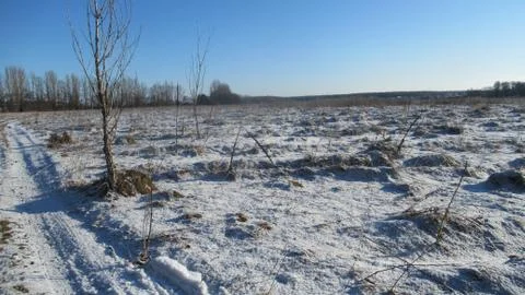 Russian March forest Stock Photos