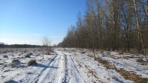 Russian March forest Stock Photos