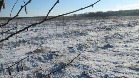 Russian March forest Stock Photos